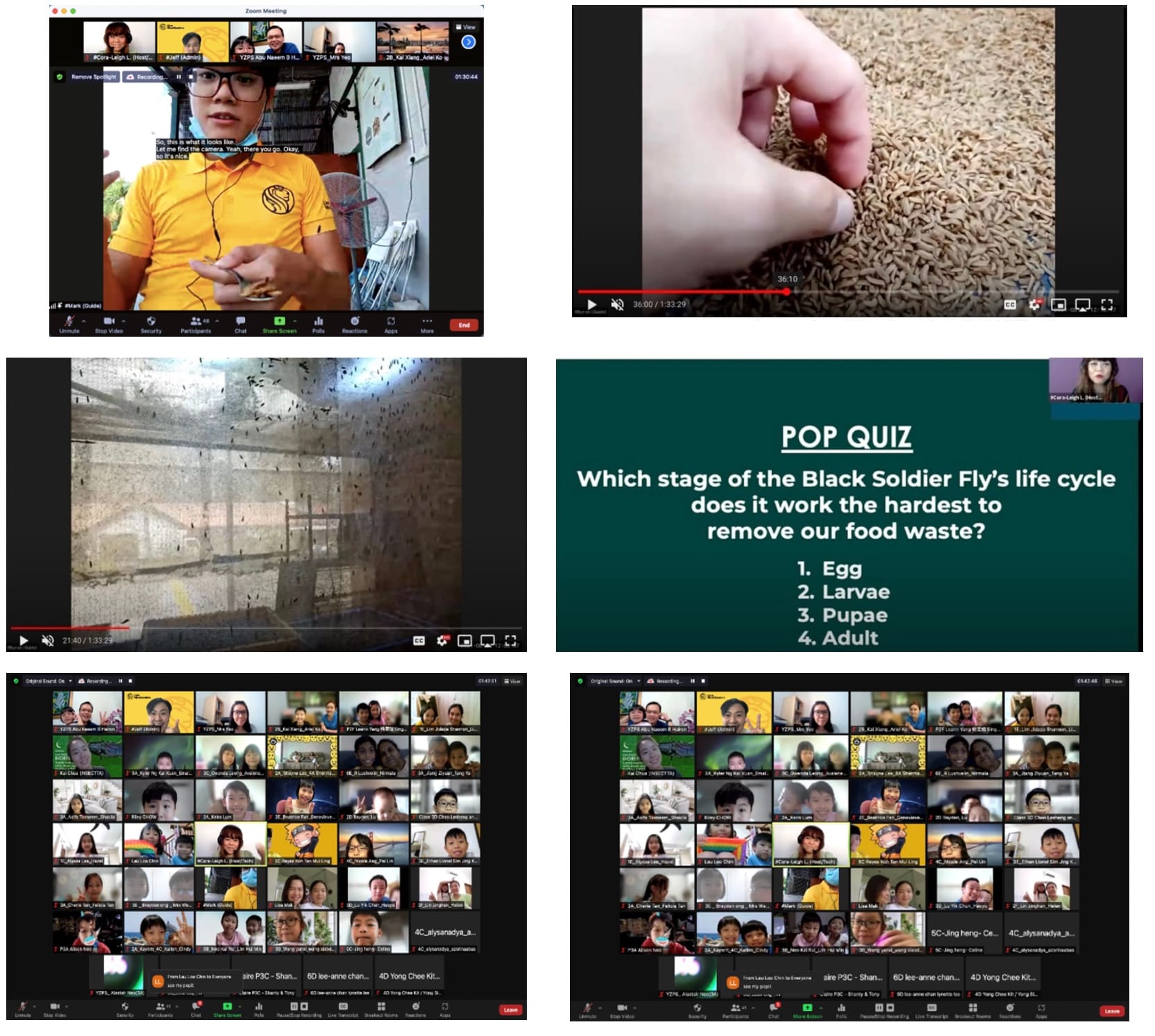 Six-panel collage of a Zoom session about Black Soldier Fly life cycles, showing participants, larvae, and a pop quiz slide.